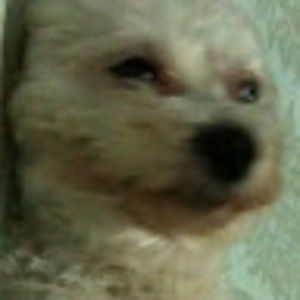 Meet your Posher, Cesar